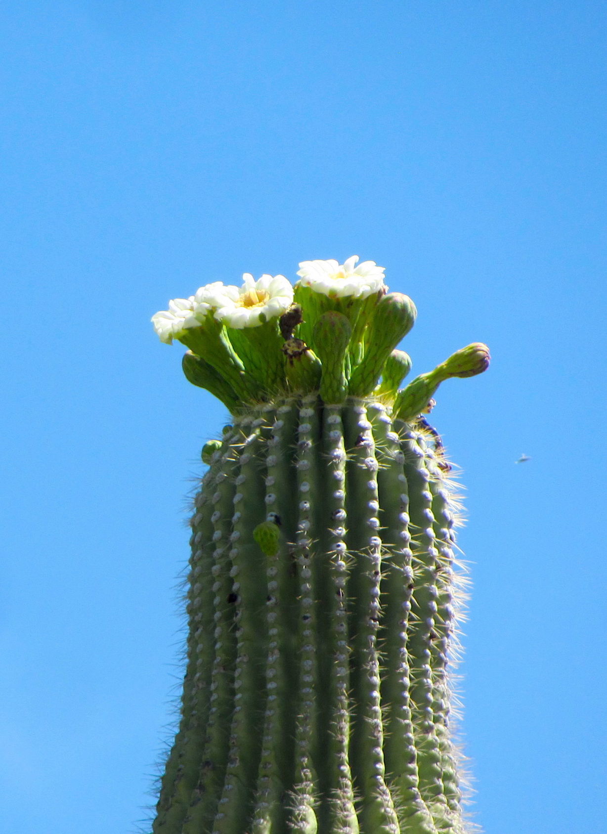 Blooms in the foothills